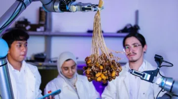 كيف تعتمد السعودية على الذكاء الاصطناعي في جمع محصول التمور؟