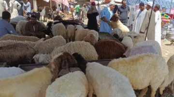كيفية اختيار أضحية بنفسك؟