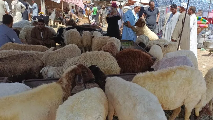 كيفية اختيار أضحية بنفسك؟ كيفية اختيار أضحية بنفسك؟