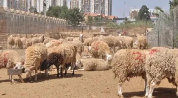 كيفية حجز الأضاحي من وزارة الزراعة لعام 2025 ومواقع نقاط البيع