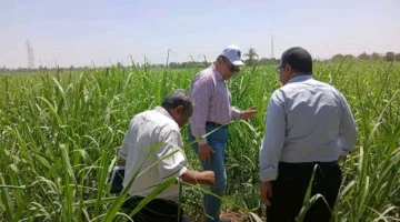 لتحسين كفاءة استخدام المياه وزيادة الإنتاجية.. استراتيجية لتحديث أنظمة الري بالتنقيط في 178 فداناً