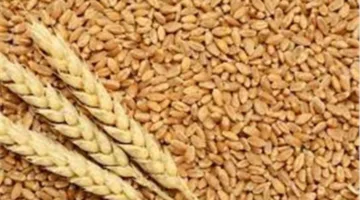 لجان استلام الأقماح المحلية بالإسكندرية تتسلم حتى الآن ٢٨٦١٤.٠٩٩ طن 