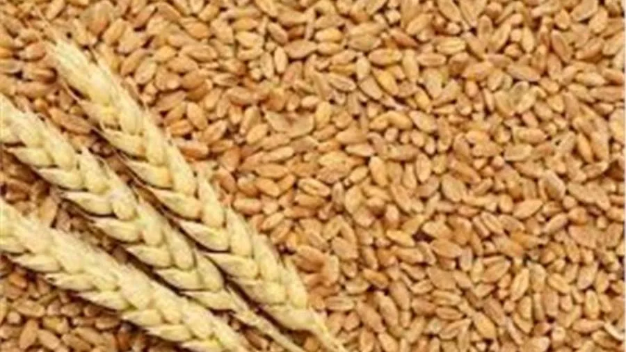 لجان استلام الأقماح المحلية بالإسكندرية تتسلم حتى الآن ٢٨٦١٤.٠٩٩ طن لجان استلام الأقماح المحلية بالإسكندرية تتسلم حتى الآن ٢٨٦١٤.٠٩٩ طن