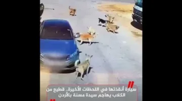 لحظات حاسمة: سيارة تنقذ سيدة مسنّة من هجوم قطيع كلاب في الأردن (فيديو)