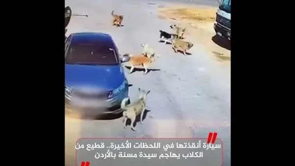 لحظات حاسمة: سيارة تنقذ سيدة مسنّة من هجوم قطيع كلاب في الأردن (فيديو) لحظات حاسمة: سيارة تنقذ سيدة مسنّة من هجوم قطيع كلاب في الأردن (فيديو)