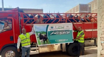 لدعم الأسر ذات الحاجة الملحة.. توزيع 50 طنًا من لحوم الأضاحي و30 عجلاً في قنا