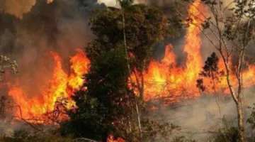 لليوم الثالث، المغرب يستمر في مكافحة حرائق غابة “هوارة”