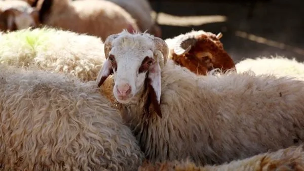 ما حكم ذبح الأضحية قبل العيد؟.. تعرف على رأي الشرع