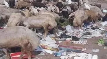 ما معنى الجلالة، وهل يُسمح بالتضحية بها؟