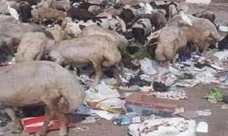 ما معنى الجلالة، وهل يُسمح بالتضحية بها؟