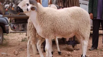 ما هو آخر وقت مسموح به لنحر الأضحية؟ وكيف يتم توزيعها؟