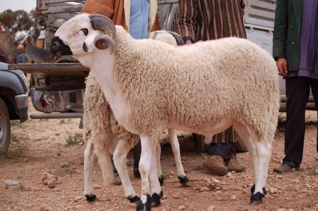 ما هو آخر وقت مسموح به لنحر الأضحية؟ وكيف يتم توزيعها؟ ما هو آخر وقت مسموح به لنحر الأضحية؟ وكيف يتم توزيعها؟