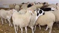 ما هو العمر القانوني للأضحية؟ فتوى رسمية توضح السن والوزن المعتمد شرعًا.