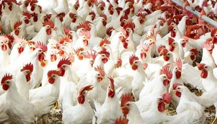 ما هي أسعار الدواجن اليوم؟.. وكم بلغ سعر كرتونة البيض؟ ما هي أسعار الدواجن اليوم؟.. وكم بلغ سعر كرتونة البيض؟