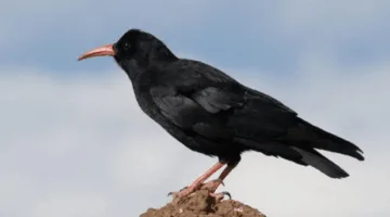 ما هي حقيقة محاكم الغربان؟.. توضيحات من مختص