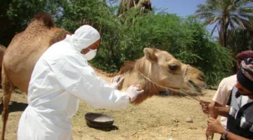 ما هي متلازمة التنفس في الشرق الأوسط؟.. منظمة الصحة العالمية تنبه لهذه العلامات.