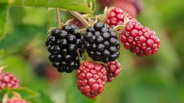 ماذا يحدث لجسمك عند تناول التوت؟