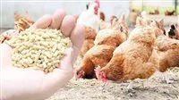مبيدات حشرية وسموم فطرية: ما الذي تخبئه صناعة الدواجن عن الناس؟