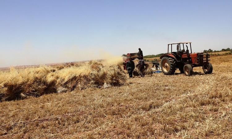 محافظ أسوان : نجاح مديرية التموين فى توريد 104 ألف و310 طن من القمح