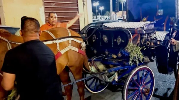 محافظ الأقصر يوجه بالتحفظ على عربة حنطور مخالفة