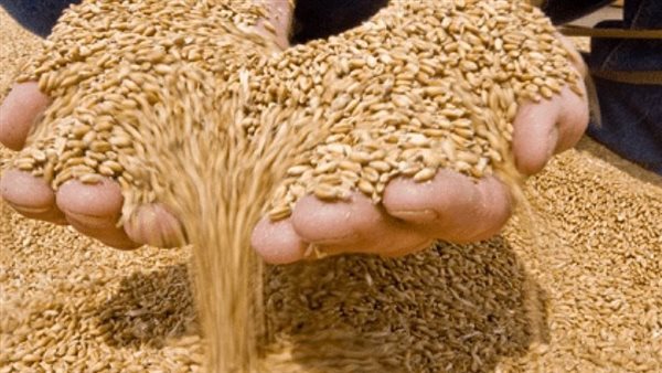 محافظ الإسماعيلية: توريد 18912 طنا من القمح حتى الآن