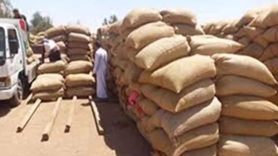 محافظ الإسماعيلية يعلن زيادة كمية القمح المحلي الموردة لموسم 2025 لتتجاوز 28 ألف طن حتى الآن.