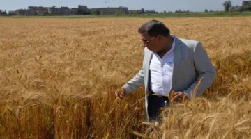 محافظ الدقهلية: تسليم 250 ألف طن من القمح في مراكز التوريد والتخزين