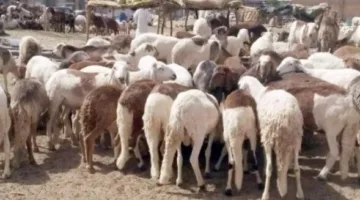 محافظ القاهرة ينبه من ذبح الأضاحي في الشوارع: العقوبة قد تصل إلى 10 آلاف جنيه