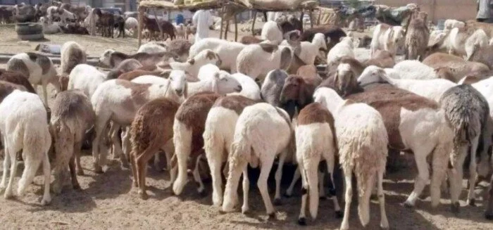 محافظ القاهرة ينبه من ذبح الأضاحي في الشوارع: العقوبة قد تصل إلى 10 آلاف جنيه محافظ القاهرة ينبه من ذبح الأضاحي في الشوارع: العقوبة قد تصل إلى 10 آلاف جنيه