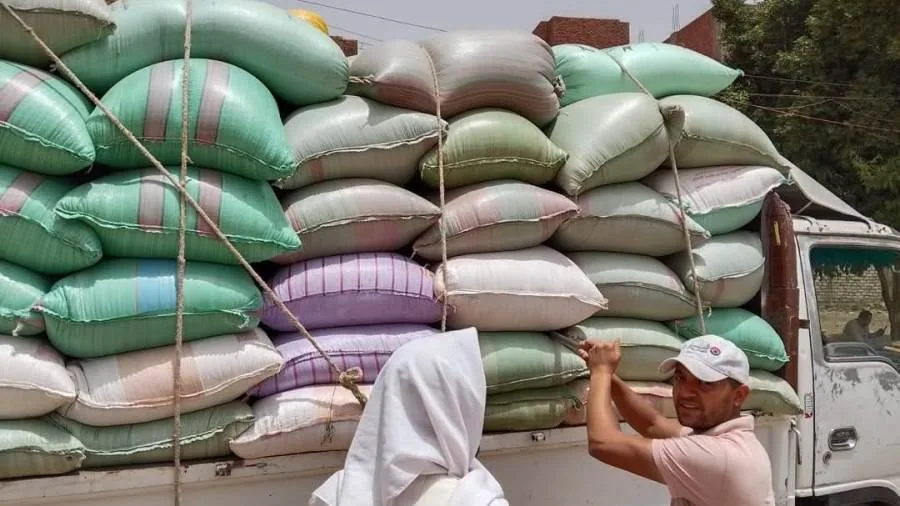 محافظ المنيا: تسليم 344 ألف طن من القمح إلى الصوامع والمخازن محافظ المنيا: تسليم 344 ألف طن من القمح إلى الصوامع والمخازن