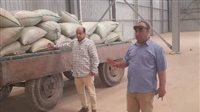 محافظ المنيا: شون وصوامع المحافظة تستقبل 150 ألف طن من القمح ضمن موسم توريد 2025