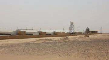 محافظ المنيا يزور مشروع “أمهات الدواجن”، الأكبر في الشرق الأوسط، بطاقة إنتاجية تبلغ 156 مليون كتكوت سنوياً.
