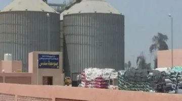 محافظ بني سويف: استقبلنا 229 ألف طن من القمح منذ بدء موسم الحصاد والتوريد.
