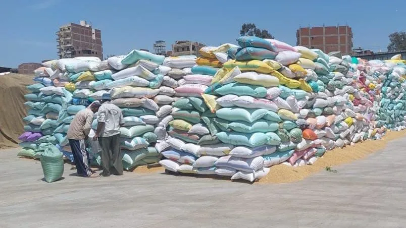 محافظ بني سويف: استلام أكثر من 82 ألف طن قمح بالصوامع والشون