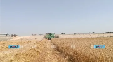 محافظة الإسماعيلية تُعلن زيادة كمية توريد القمح المحلي