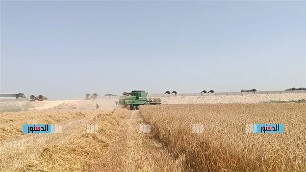 محافظة الإسماعيلية تُعلن زيادة كمية توريد القمح المحلي محافظة الإسماعيلية تُعلن زيادة كمية توريد القمح المحلي