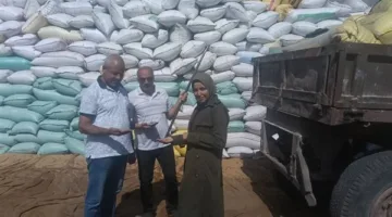 محافظة البحيرة تواصل جمع الذهب الأصفر وتوريد أكثر من 210 ألف طن من القمح