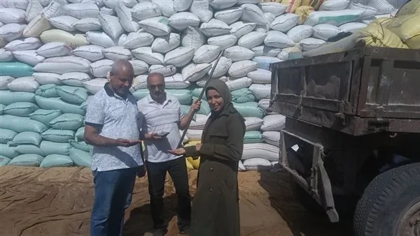 محافظة البحيرة تواصل جمع الذهب الأصفر وتوريد أكثر من 210 ألف طن من القمح محافظة البحيرة تواصل جمع الذهب الأصفر وتوريد أكثر من 210 ألف طن من القمح