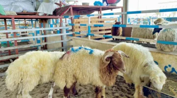 مربي الأغنام لـ “الشرق”: الحاجة إلى تعزيز الدعم لزيادة مشاركة المزارع المحلية