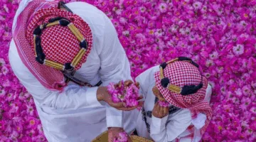 مزارعو ورد الطائف يختتمون موسمهم الثمين مع انتهاء الحصاد
