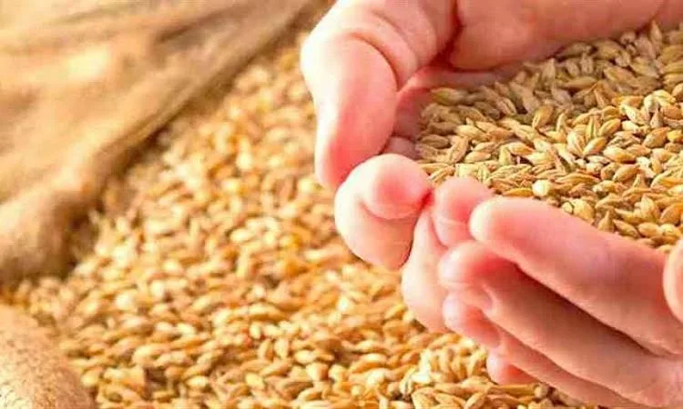 مستشار المفتي يوضح مقدار زكاة الزروع