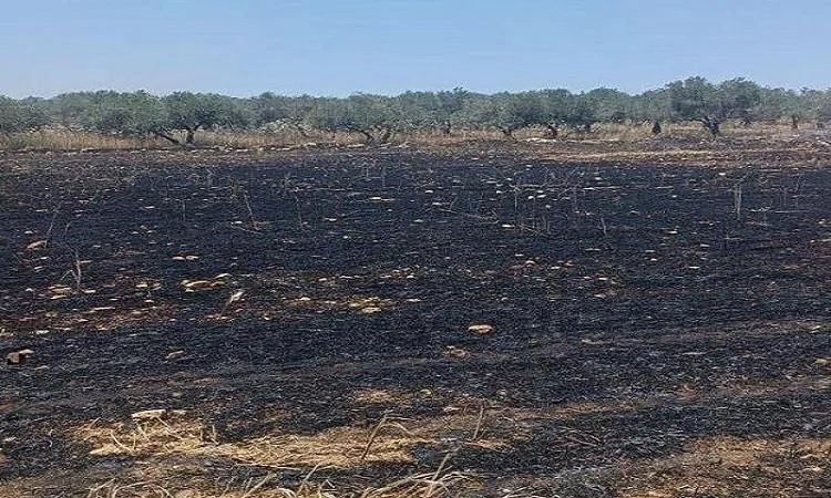 مستوطنون يشعلون النيران في 40 دونمًا مزروعة بالقمح في سبسطية بالقرب من نابلس