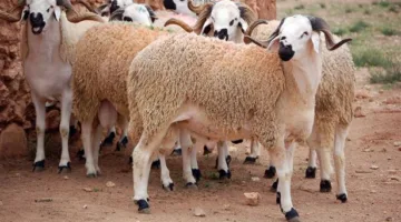 «مشاركة الذبح» تعزز الطلب على الأضاحي مع ثبات الأسعار