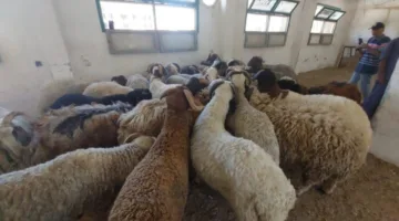 مشروع زراعة البحر الأحمر يطرح خراف الأضاحي بسعر 220 جنيه للكيلوجرام