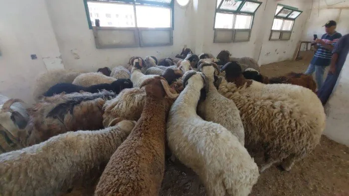 مشروع زراعة البحر الأحمر يطرح خراف الأضاحي بسعر 220 جنيه للكيلوجرام مشروع زراعة البحر الأحمر يطرح خراف الأضاحي بسعر 220 جنيه للكيلوجرام