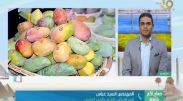 مصر تزيد صادراتها من المانجو وترد على الأقوال المتداولة حول جودتها
