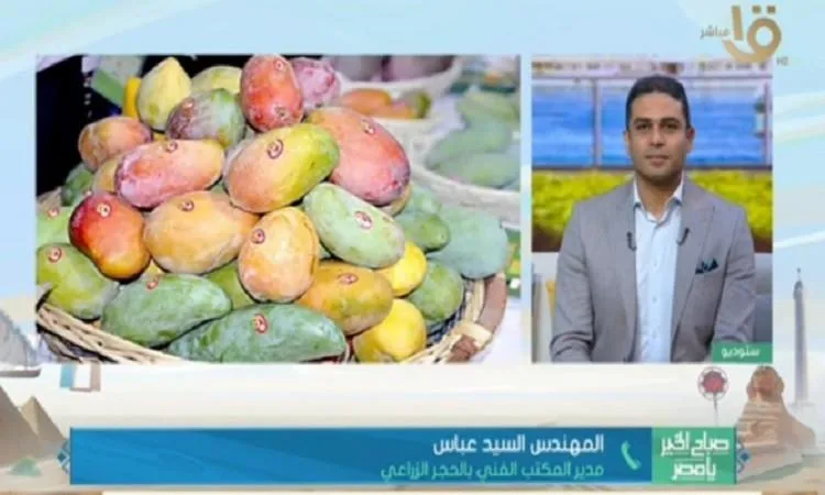 مصر تزيد صادراتها من المانجو وترد على الأقوال المتداولة حول جودتها مصر تزيد صادراتها من المانجو وترد على الأقوال المتداولة حول جودتها