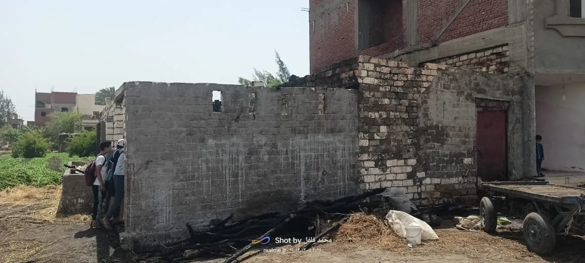 مصرع 11 رأساً من الماشية نتيجة حريق اندلع في مزرعة بالبحيرة | صور
