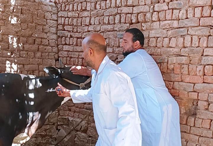 مكتب الطب البيطري في أسوان: تطعيم 40 ألف رأس من الحيوانات الحية