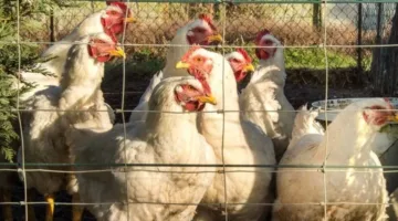 رابع حالة وفاة نتيجة إنفلونزا الطيور في كمبوديا وإعلان حالة طوارئ صحية للحد من انتشار الفيروس